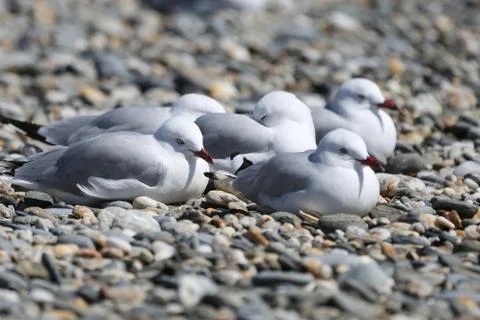 Group of seagulls Stock Photos