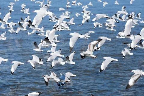 Group of seagulls Stock Photos