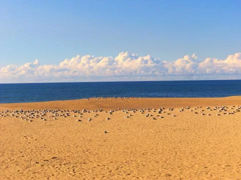 Group of Seagulls 스톡 사진