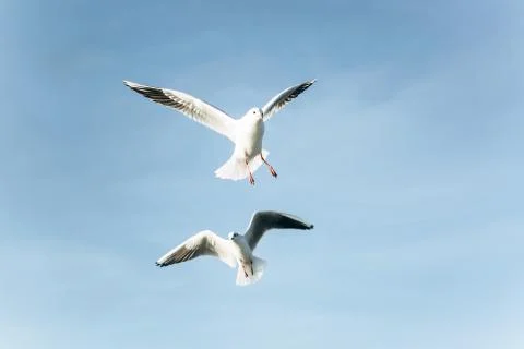 A group of seagulls Stock Photos