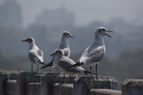 A group of Seagulls Stock Photos