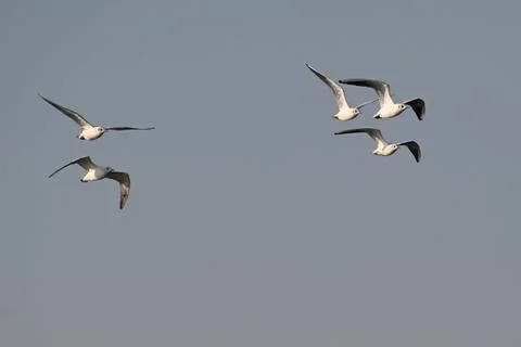 A group of seagulls Stock Photos