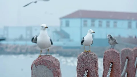 A group of seagulls rest in line Stock Footage 270260600