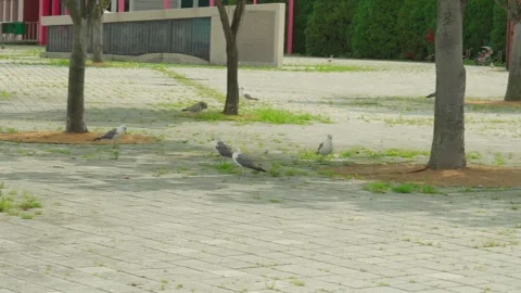 Group of Seagulls Resting on Paved Ground Outdoors Stock-Footage 340458936
