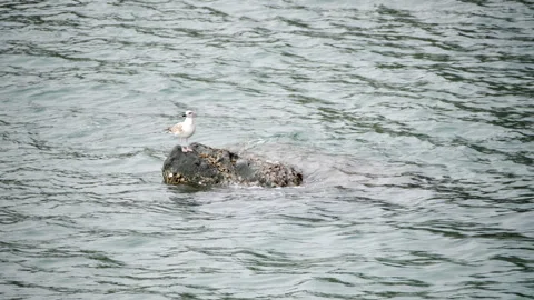 A group of seagulls resting on a rock in the sea 스톡 동영상 297982259