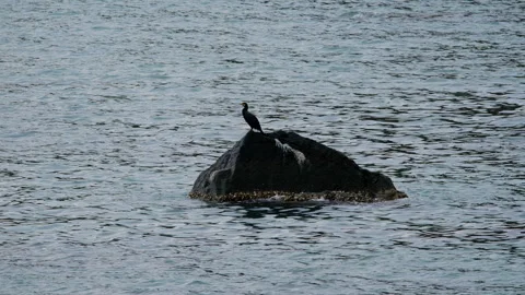 A group of seagulls resting on a rock in the sea Video stock 297986102