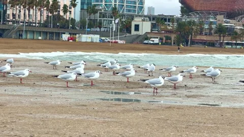Group of seagulls resting on sandy Somorrostro beach with city buildings in Stock Footage 330992999