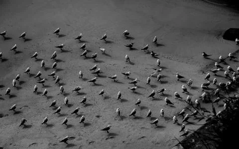 Group of Seagulls resting on the side of a beach to avoid cold wind Stock Photos