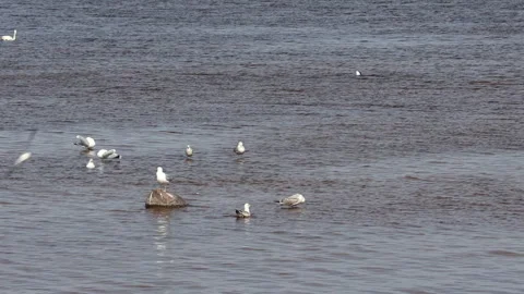 A Group Of Seagulls Rests On Rocks And Swims In Calm River Or Lake Water. A Whit Stock Footage 315775151