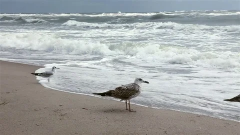 Group of seagulls on a sandy beach at windy day. Stock Footage 81356842