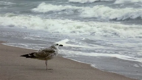 Group of seagulls on a sandy beach at windy day. Stock Footage 81356843