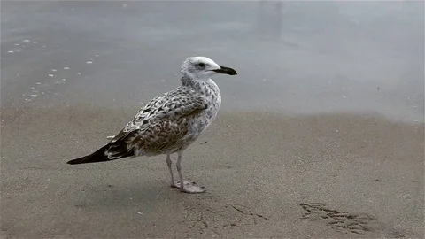Group of seagulls on a sandy beach at windy day. Stock Footage 81356846