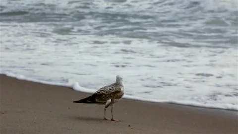 Group of seagulls on a sandy beach at windy day. Vídeo Stock 81356849