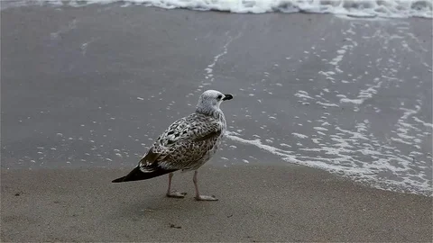 Group of seagulls on a sandy beach at windy day. Stock Footage 81356851