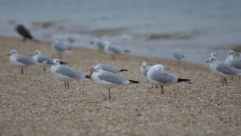 Group of seagulls on the sandy seashore Stock Footage 98674298