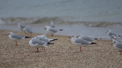 Group of seagulls on the sandy seashore Stock Footage 98674623