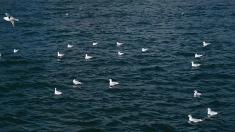 The group of seagulls in the sea is resting. Stock Footage 148425630
