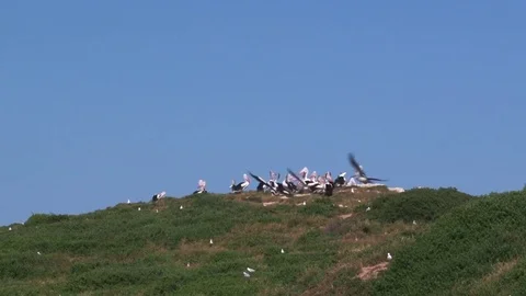 A group of seagulls shot Stock Footage 83526672