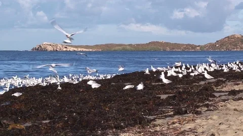 A group of seagulls shot Stock Footage 83526836