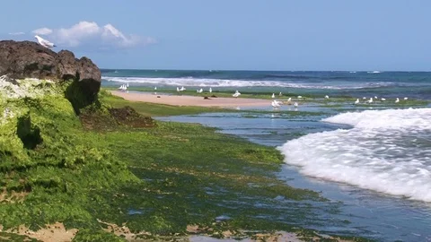 A group of seagulls shot on seashore Stock Footage 83527188