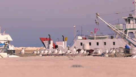 Group of seagulls sitting over a pier, Croatia. Video stock 114686501