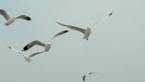 Group  of seagulls in the sky Stock Footage 133423527
