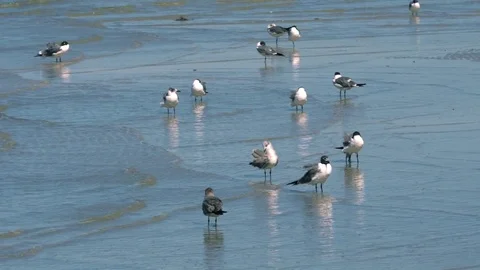 Group of Seagulls Stand in Shallow Water, 4K Stock Footage 70772551