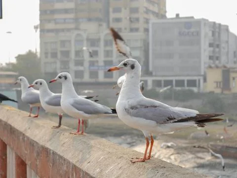 Group of Seagulls standing on bridge railing Stock Photos