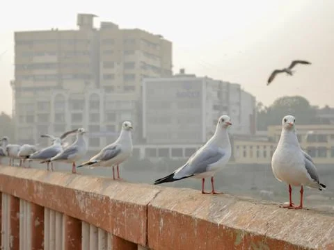 Group of Seagulls standing on bridge railing Stock Photos