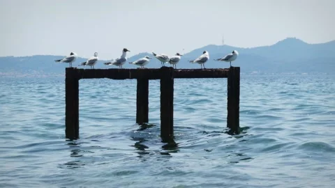 Group of seagulls standing on rusty construction by the sea Vídeos de archivo 160225464