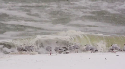 Group of seagulls standing on sand in a storm and snowfall. Slow motion. Video stock 65298680