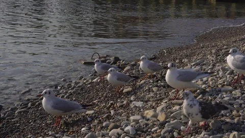 Group of seagulls on a stone beach Stock Footage 305294653