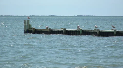 Group of seagulls on a summer dock Stock Footage 67387834
