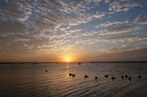 A group of seagulls at sunset Fotos de archivo