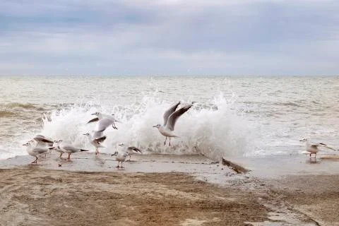 A group of seagulls taking off from the breakwater scared by the sea wave Stock Photos