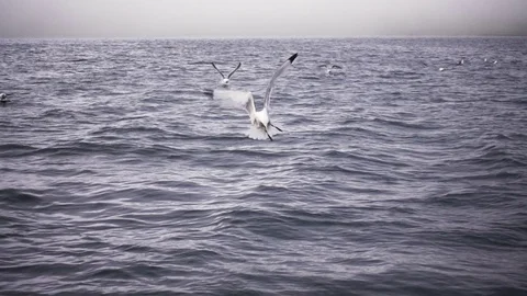 Group Of Seagulls On Water Stock Footage 80463444
