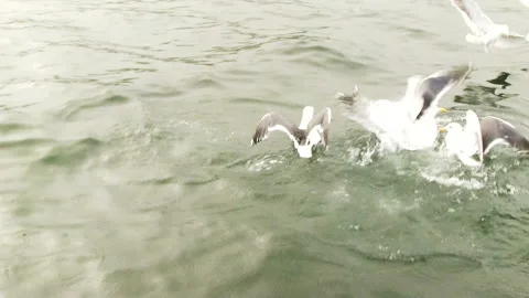Group Of Seagulls On Water Stock Footage 97582111