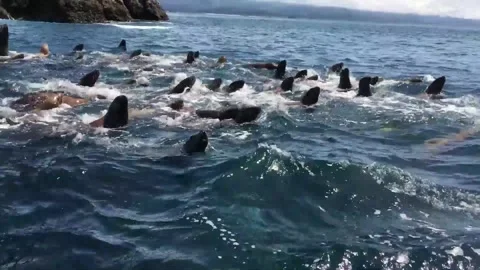 A group of seal swimming on water Stock Footage 337930002
