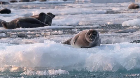 Group of seals are lying on a floating ice floe on waves and looking around Video stock 308777307