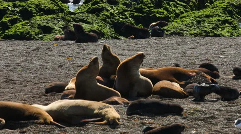 A group of seals on the beach at Valdes Peninsula Stock Footage 63296558