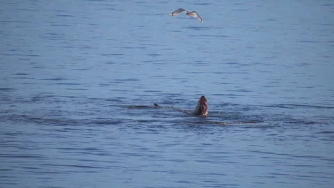 Group of seals feeding on giant pacific octopus in a calm open sea Stock Footage 337727980