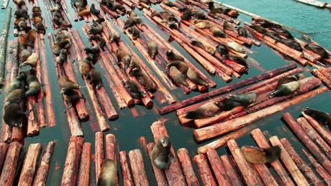 A Group Of Seals Stock Footage 238700112