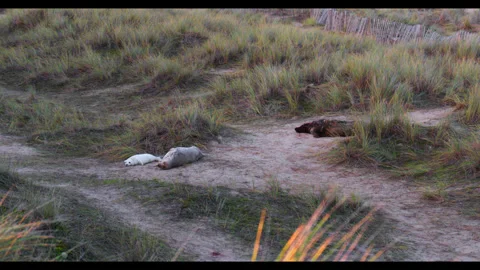 Group of seals Stock Footage 281656229
