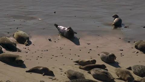 Group of Seals laying on beach by ocean in the sun lunging bouncing and wigg Stock Footage 148586127