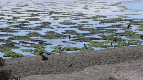 A group of seals playing on the beach and in the water at Valdes Peninsula Stock Footage 63297296