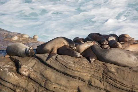 Group of Seals Resting on a Cliff Stock Photos