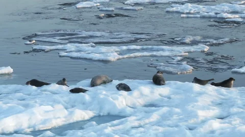 Group of seals scratch on the floating ice, surrounded by cold icy Arctic waters Stock Footage 308806496