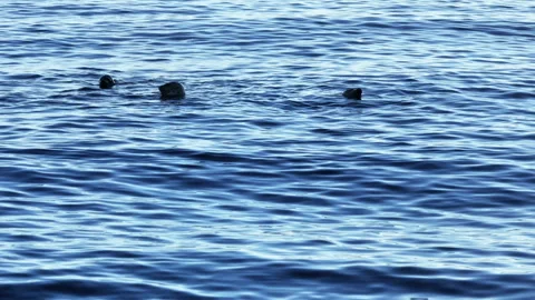 A group of seals at sea Stock Footage 265830499