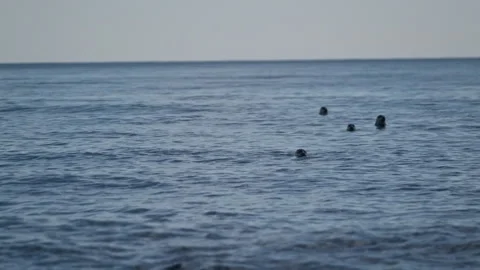 A group of seals at sea Stock Footage 266798239