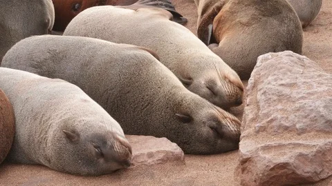 Group of seals sleeping Video stock 93751374